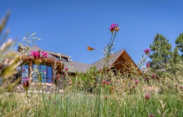 Butterfly flying over wildflowers in a meadow, with a modern house and trees in the background under a clear blue sky.